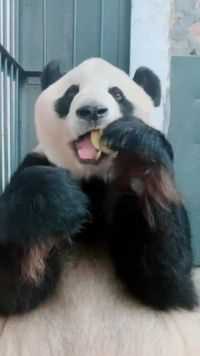 熊猫过的比人还舒服，吃苹果都是削过皮的，好羡慕它们！