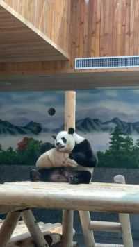 这个熊猫在找它的私房钱，不料被饲养员给拿走了