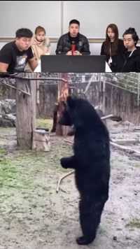 仙台八木山动物公园里的熊熊耍起了双截棍