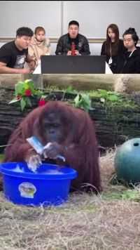 佛罗里达猿类保护中心的红毛猩猩Sandra，在看到保育员每天洗手之后，自己也学会了勤洗手