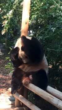这只大熊猫也太可爱了吧，真的好想抱抱它呀！