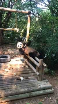 听说最近造卫生纸开始用熊猫的粪便了，我好慌