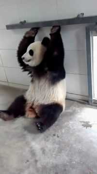 咱也不知道熊猫这是什么姿势，我都替它感到累啊