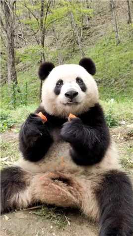 立誓要做吃播的一个熊猫，真的是可爱呢，好喜欢