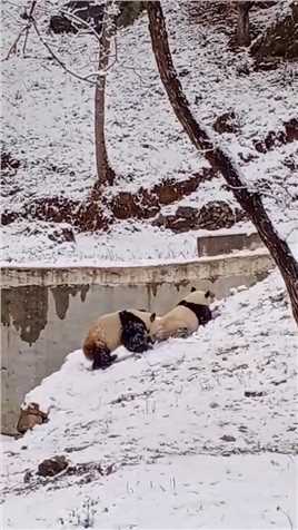 在雪地区域的熊猫，这一身毛真不是白长的，真是不怕冷啊