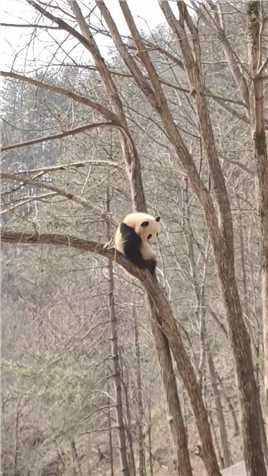那只大熊猫在干嘛呢，怎么看起来傻傻的，好可爱