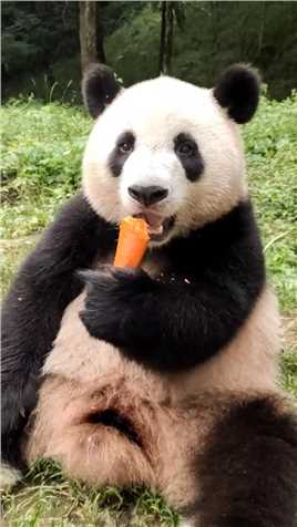 这是一个想当吃播的熊猫，真的是太可爱了，把我都饿了