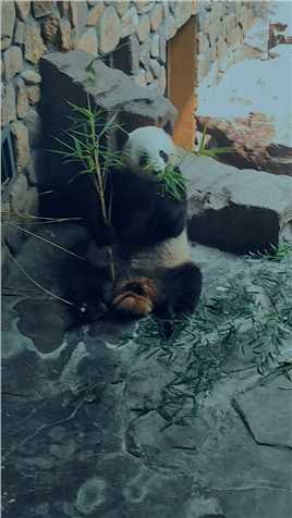 好可爱的熊猫啊，真不愧是国宝，这也太可爱了把