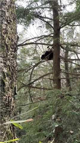 这只大熊猫在干嘛呢，爬到这么高的地方，真是大胆啊