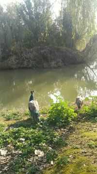 湿地公园偶遇孔雀
