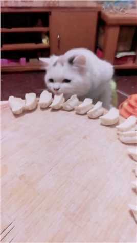小猫：铲屎官，我帮你们尝尝这饺子好不好吃！