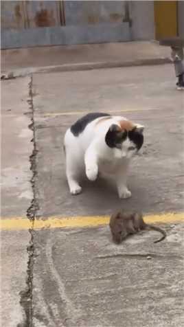 老鼠：我也想离开这里啊，可是腿它不听使唤啊！