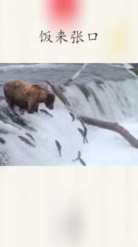 大棕熊抓鱼，真就愿者上钩呗