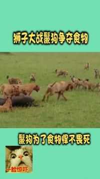 鬣狗为了食物大战狮子，真是狮口夺食  