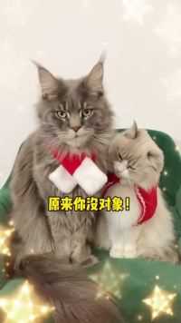 被猫嘲讽是什么感觉6134