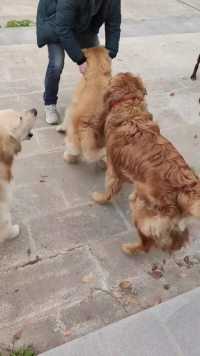 被群殴了，要不是有人干预，估计这金毛今天就废了515