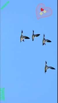 #豪哥街拍# ——悠然飞翔在迁徙途中的漂亮鸟儿——秋沙鸭——北国小城明珠二龙湖上的精灵们(*∩_∩*)