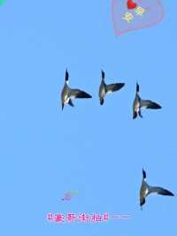 #豪哥街拍# ——悠然飞翔在迁徙途中的漂亮鸟儿——秋沙鸭——北国小城明珠二龙湖上的精灵们(*∩_∩*)