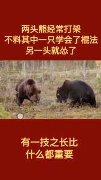 两头熊经常打架，不料其中一只学会了棍法，另一头就怂了，有一技之长比什么都重要  