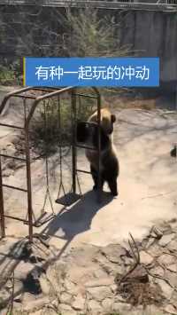 这趟动物园没白来，大熊猫表演的可真嗨，看着有种一起玩的冲动！  