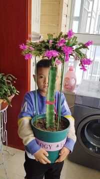 自己嫁接的蟹爪兰，品种多多