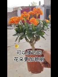 喜欢玩石，喜欢养花，喜欢你们关注我🤗