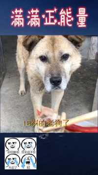 中华田园犬的完美特质是其他狗狗学不来的  