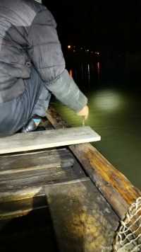 今天这些鱼都好小哦！