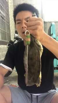 如何把甲鱼针取出来？非常简单！  