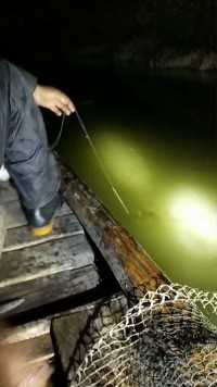 你们见过这种鱼吗？