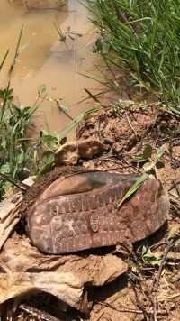 大丰收大丰收，今天晚上有口福了！