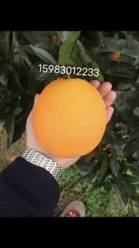 🍊 🍊 甜橙…自家果园现摘现发、味美清香、肉嫩多汁、从种植到采摘不添加任何添加剂、天然无污染、