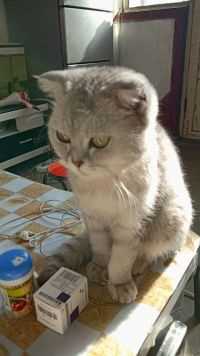 看看这支可爱的小猫