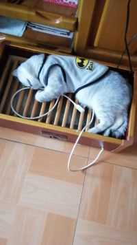 下雨天用来烘衣裤的烘箱竟被发财当成了猫床，无语了。