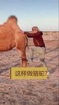 长见识了，没想到骆驼还能这样坐，是认真的吗？  