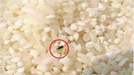 大米总生虫不用愁，粮油店老板教一招，大米放一年不生虫，快学学