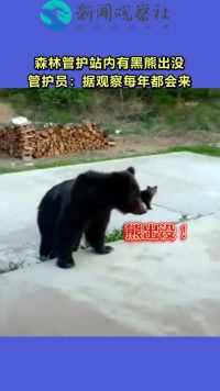 内蒙古呼伦贝尔，森林管护站内有黑熊出没，管护员：据观察每年都会来