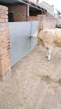 村里的牛就是厉害，回家都是自己开门，这波操作厉害了