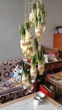 这盆景做的真不错，挺别致，这波操作厉害了