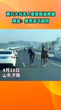 两只大马无人看管极速奔跑，一直向高速方向奔驰.网友：果然是马路啊