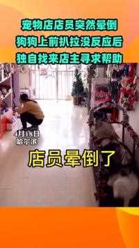 哈尔滨一家宠物店店员突然晕倒，狗狗上前扒拉没反应后，独自找来店主寻求帮助