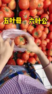 终于知道我以前买的西红柿为什么那么酸了！