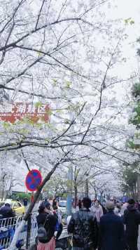 南京鸡鸣寺得樱花欢迎你！！！！