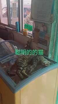 天气热的，看这只猫在冰柜上，睡的舒服的。可找了个好地方 ！