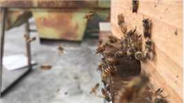  蜜蜂被誉为地球劳模，一生都在不停的工作，白天采花晚上酿蜜从未停止过