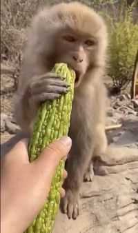 是时候让小猴子尝尝社会的险恶了！下一秒惊艳了