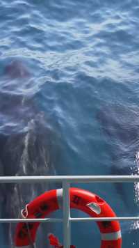 很多人没见过鲸鱼🐳是怎样呼吸吧？必须要游到水面来，保护环境爱护大自然 人人有责