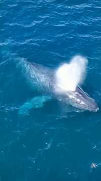 座头鲸🐳与海草，深海座头鲸喷气呼吸#仿生#喷气#我们的海洋