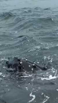 深海座头鲸靠近人类应该是想着帮它去掉身上的藤壶#仿生技术#喷气运动鞋