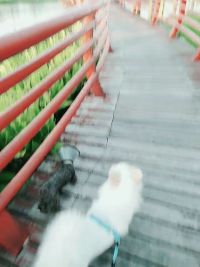 潘虎在安庆双拥公园遛狗6，2020.9.6